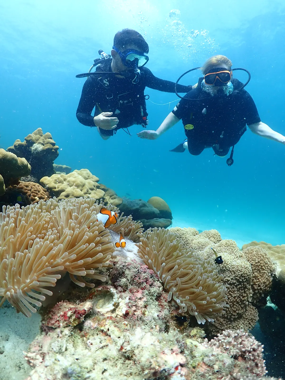 Buceadores sobre una anémona con peces payaso en la segunda inmersión