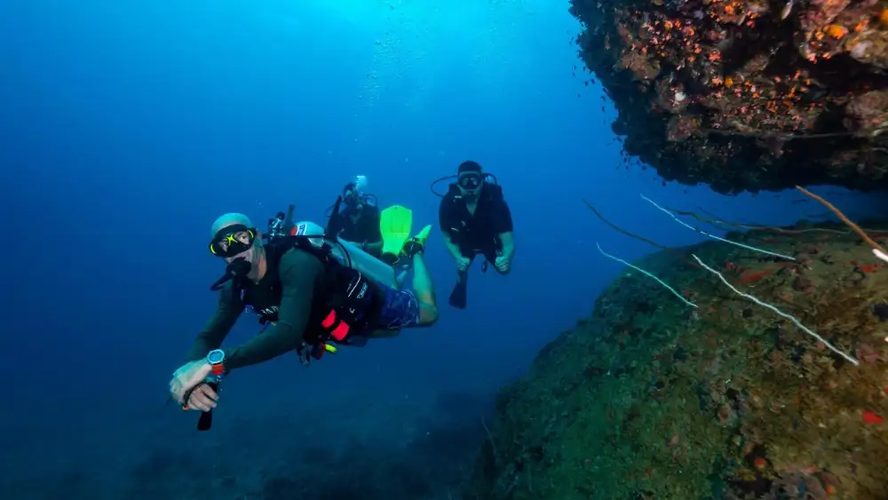 Marine life on a deep pinnacle in Koh Tao, with fish schooling in the dim blue light