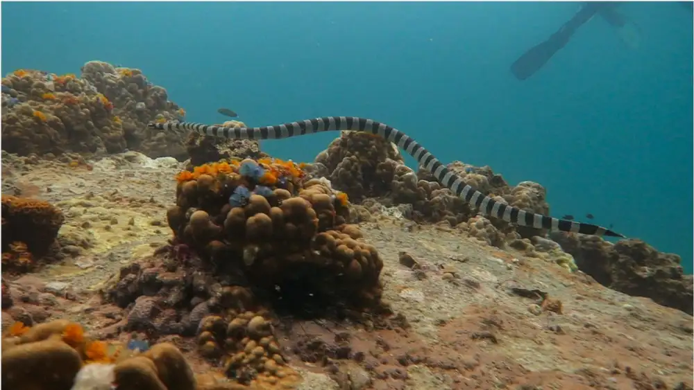 Underwater encounter with a banded sea krait hunting along the reef, its paddle-shaped tail visible