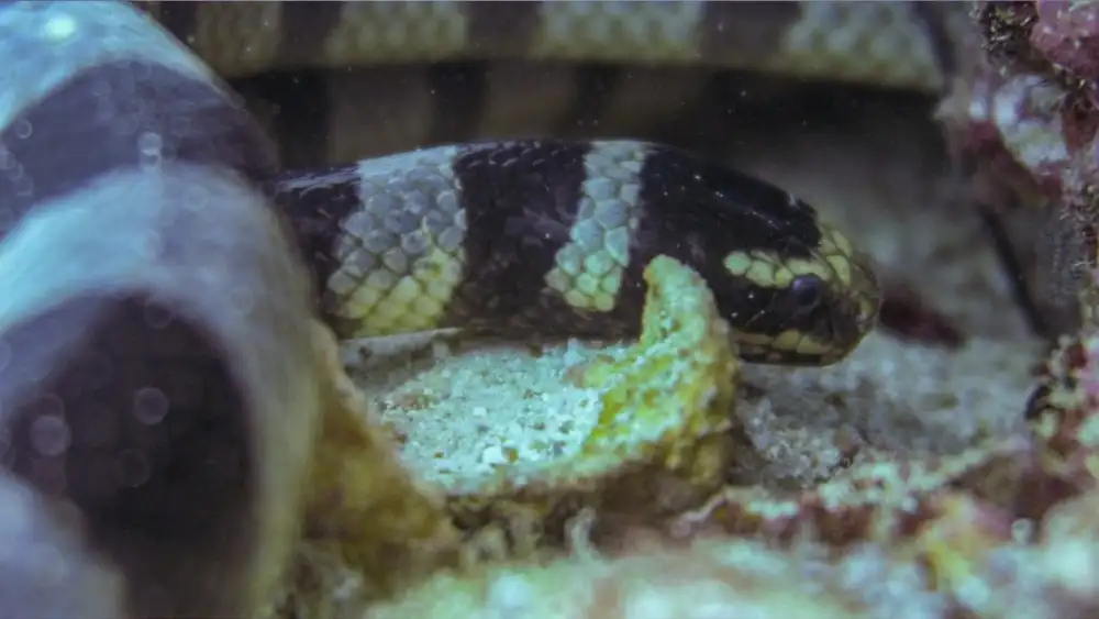 A shallow coral garden dive site off Koh Tao, the kind of reef where banded sea kraits hunt for eels and small fish