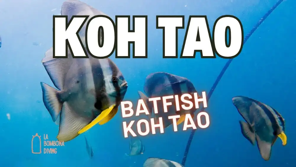 A longfin batfish with its diamond-shaped silver body and long fins hovering in blue water off Koh Tao