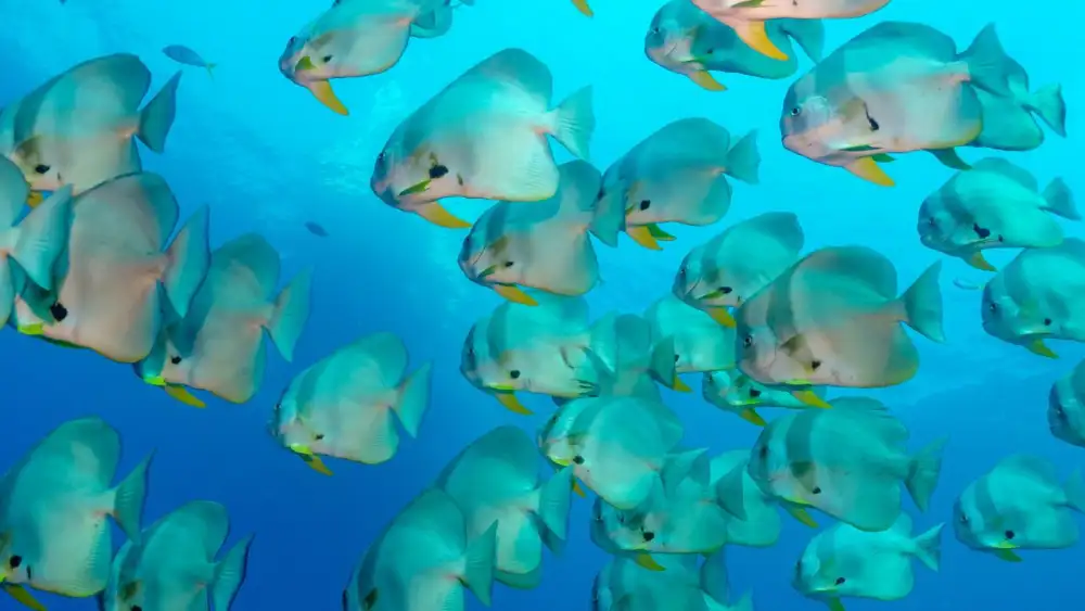 A diver's close encounter with a longfin batfish hovering over the reef at Koh Tao