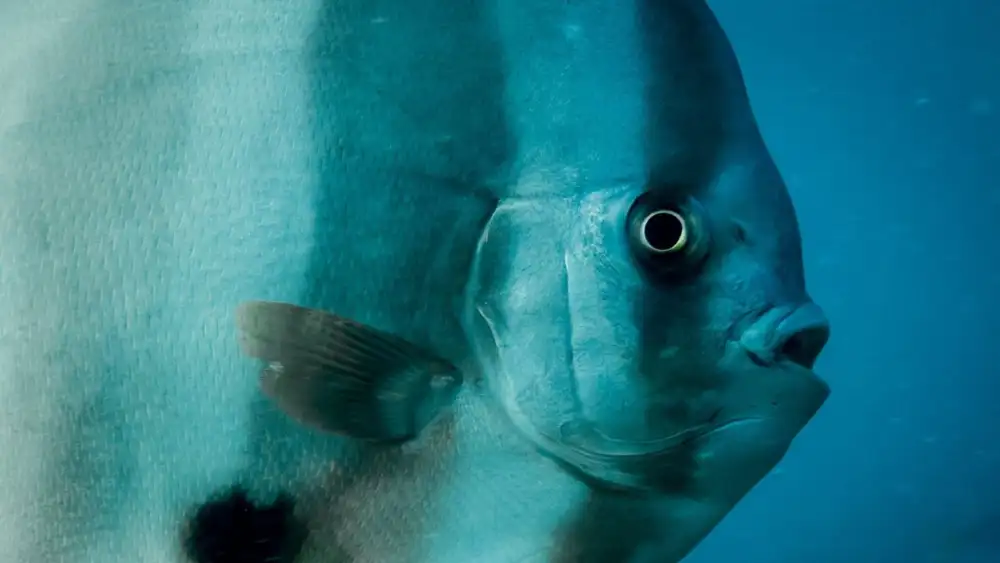A school of longfin batfish swimming together in the blue water around Koh Tao