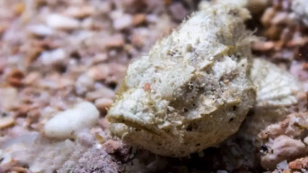 A Bearded Scorpionfish camouflaged against coral and rock on a Koh Tao reef, only its eye and fleshy chin tassels giving it away