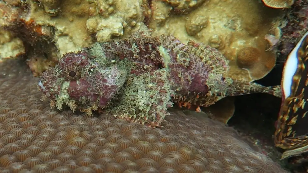 Close-up of a Bearded Scorpionfish lying in wait on the reef with its large mouth and upward-facing eyes visible