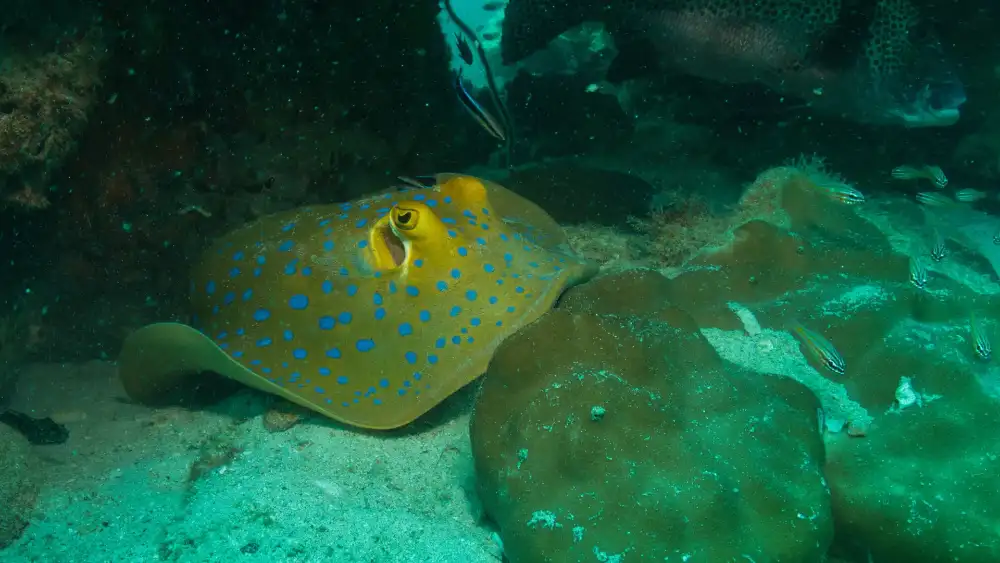 A blue-spotted ribbontail ray resting on the sand beside a coral head on a Koh Tao reef
