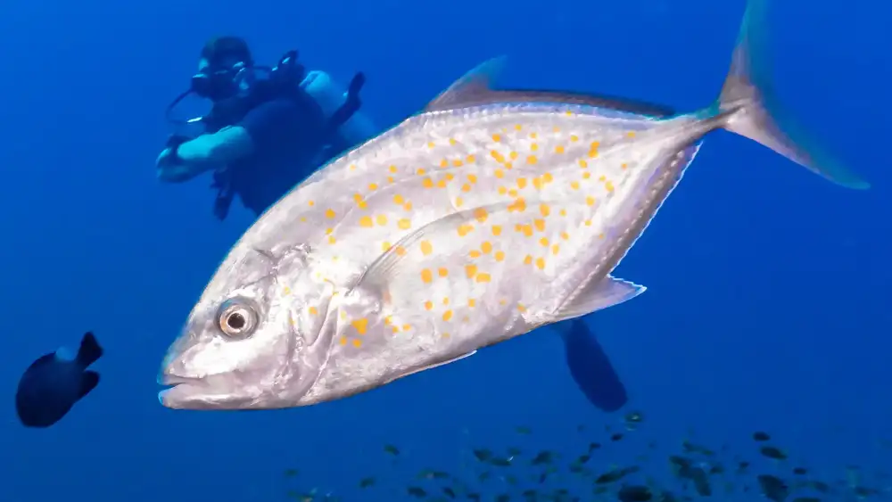 A golden trevally with yellow spots swimming past a diver in blue water