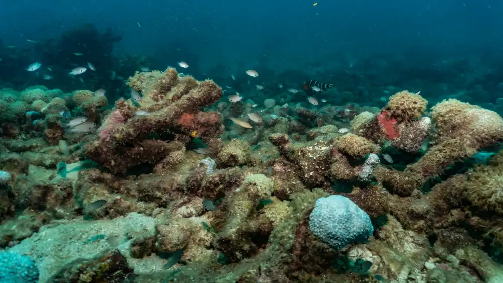 HTMS Suphairin dive site in Koh Tao — the newer purpose-sunk naval wreck with its superstructure rising towards the surface