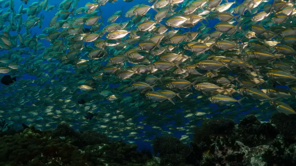 Scuba diver swimming over a healthy hard-coral reef in Koh Tao with schools of small fish around