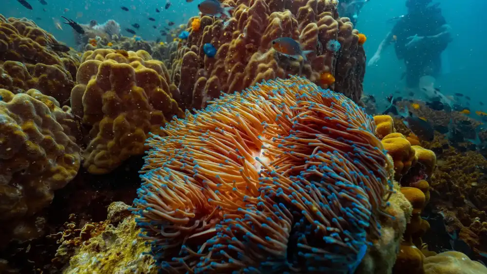 White Rock dive site between Koh Tao and Koh Nang Yuan, with coral-covered rock formations and reef fish