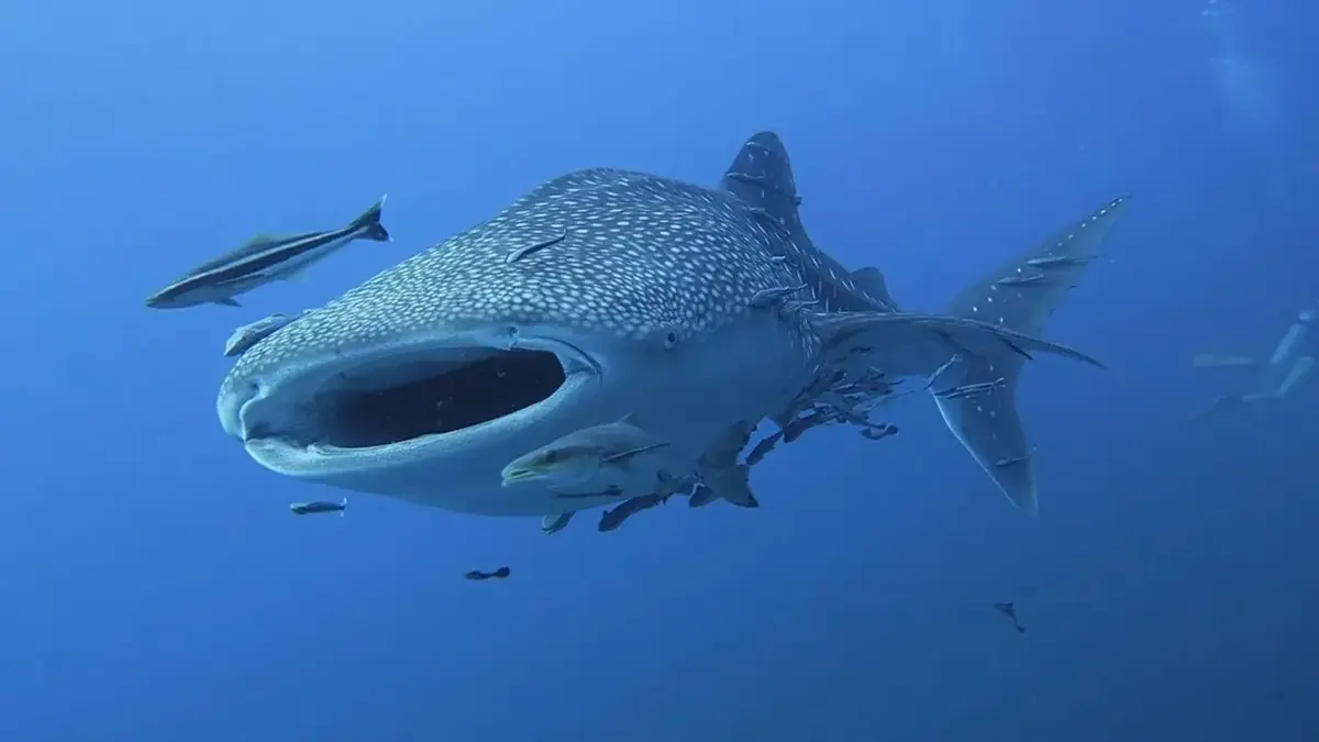 A whale shark with its mouth open swimming through blue water, remoras and small fish alongside it