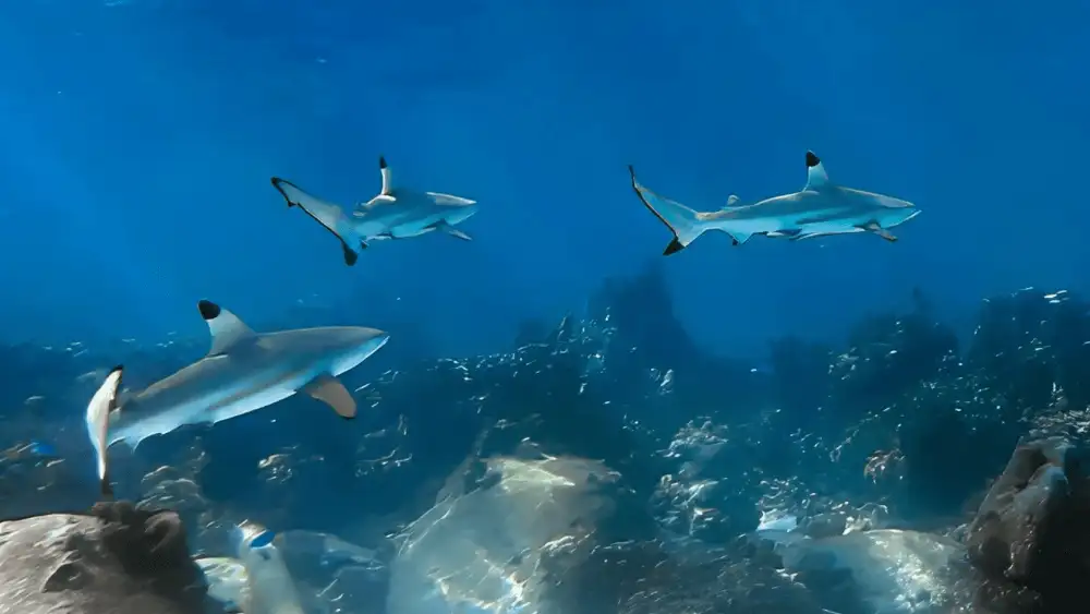 A blacktip reef shark moving through shallow, sandy-bottomed water in Koh Tao, its black fin tips clearly visible