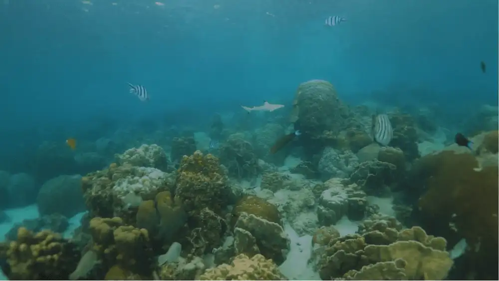 A blacktip reef shark hunting among a school of small reef fish over the coral in Koh Tao