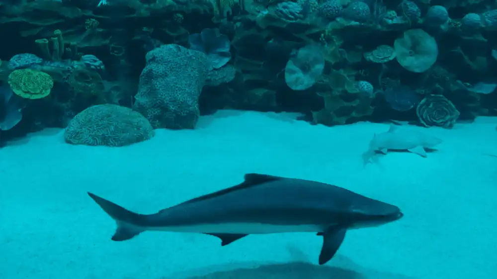A blacktip reef shark swimming close to a snorkeller in the clear shallows of Koh Tao