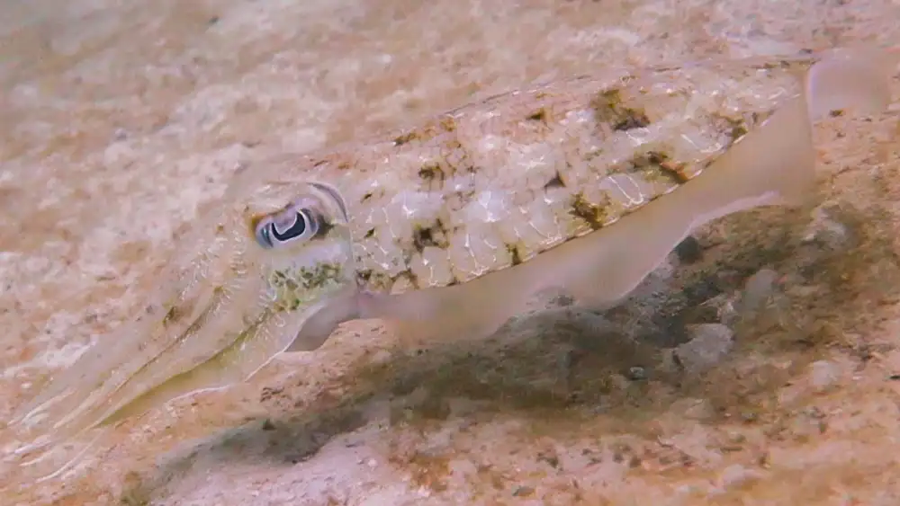 A cuttlefish swimming just above the seabed in Koh Tao, arms held forward and fins rippling along its body