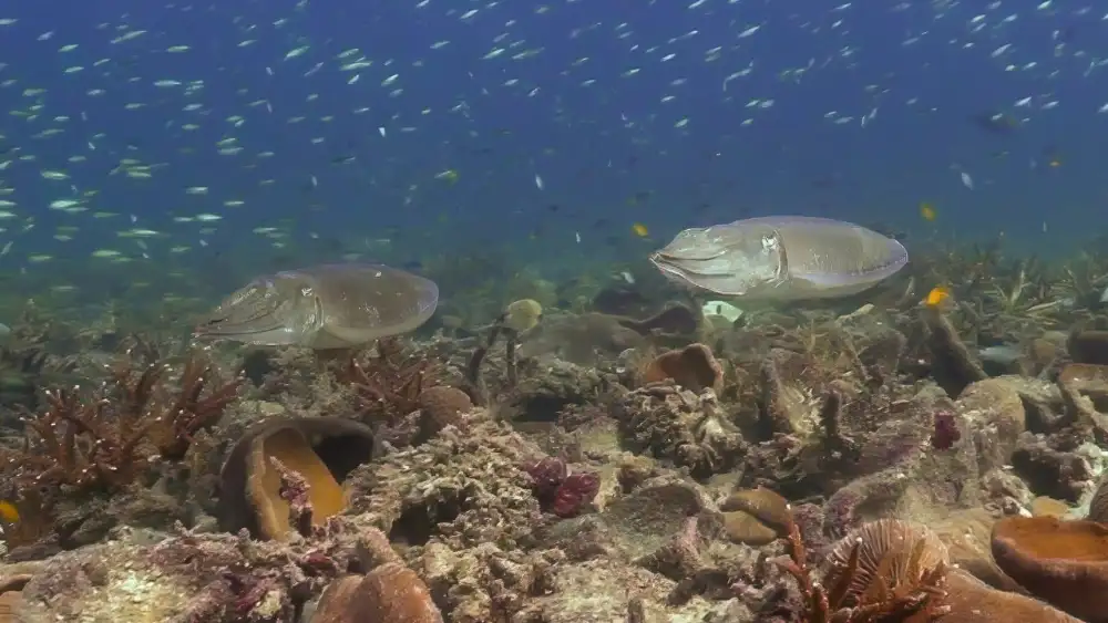 A cuttlefish in Koh Tao blending into the rocky reef, its skin texture and colour matching the surrounding coral and algae