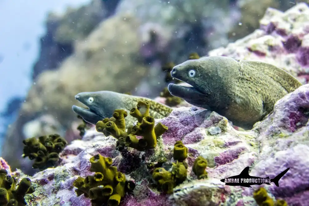 A beginner diver on a try dive hovering over a shallow coral reef in Koh Tao, surrounded by tropical fish