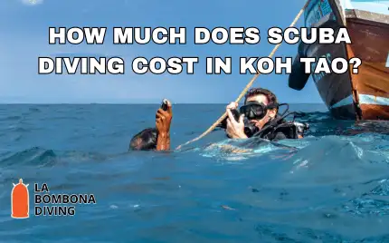 Scuba divers descending along a reef in the clear blue water of Koh Tao, Thailand