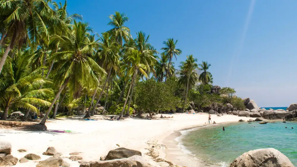 A white-sand beach on Koh Tao lined with coconut palms and granite boulders, with a few people swimming in turquoise water