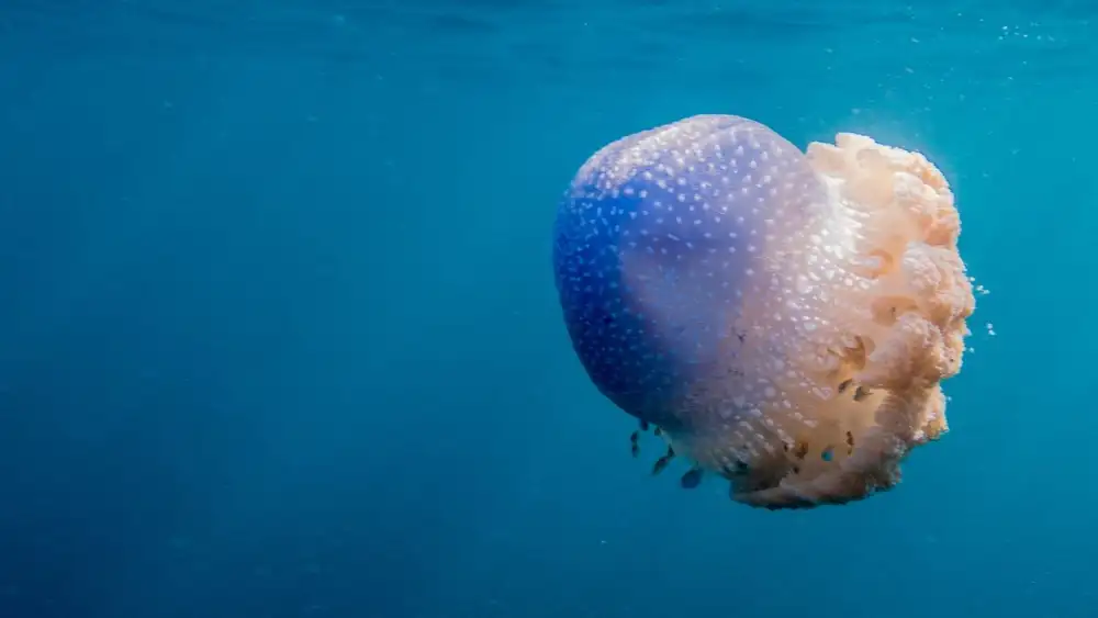 A rhizostome jellyfish with its rounded bell and thick frilled arms drifting in the water off Koh Tao