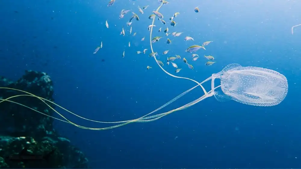 A box jellyfish with its cube-shaped bell and long trailing tentacles, almost transparent against the blue water