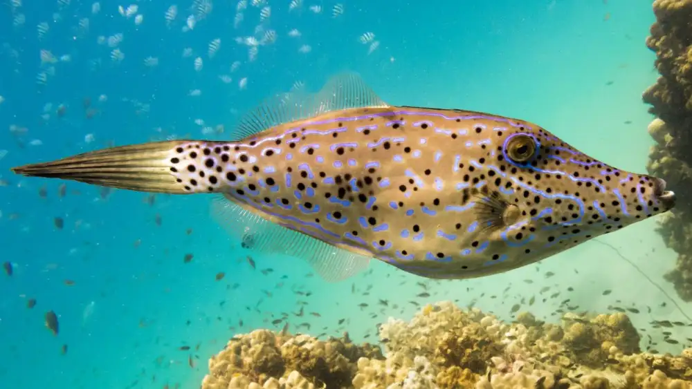 Underwater scene in Koh Tao with reef fish swimming over hard and soft corals
