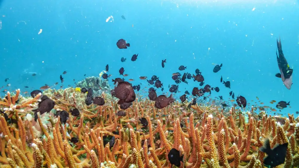 Diverse marine life species on a Koh Tao reef, including reef fish and corals