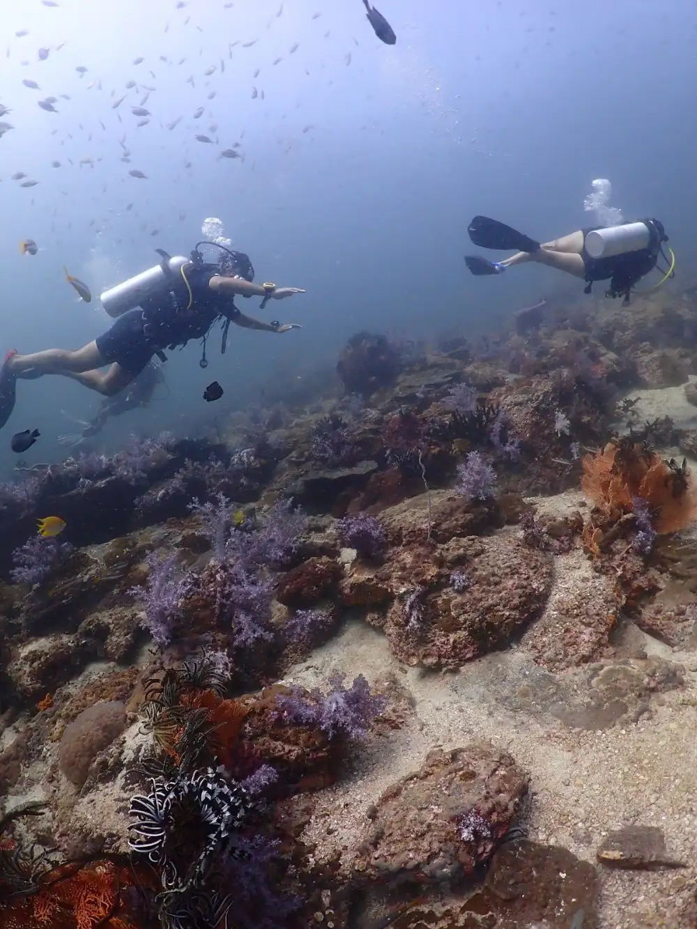 A diver swimming over a coral reef in the clear water of Koh Tao