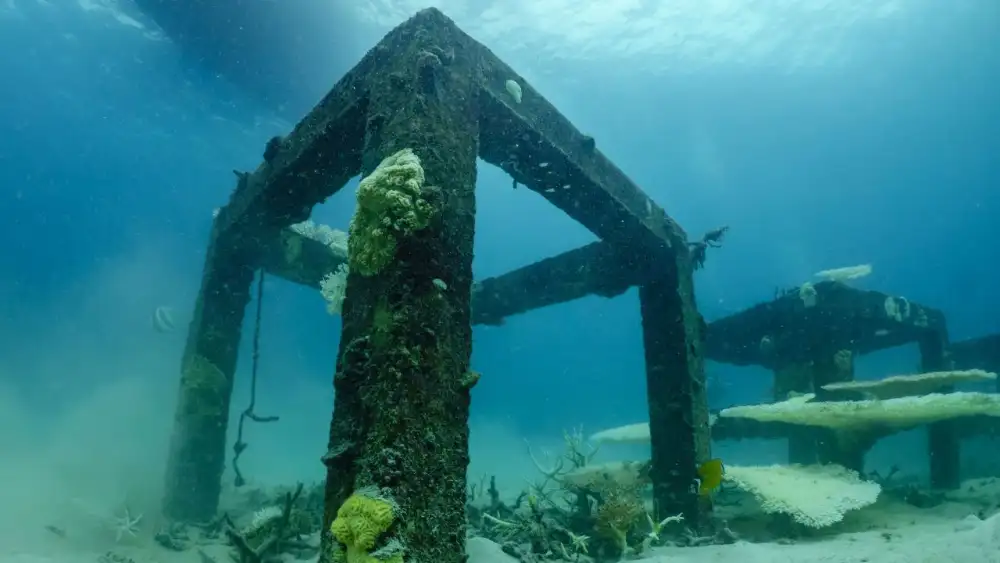 Artificial reef structures underwater, their surfaces colonised by coral and reef fish