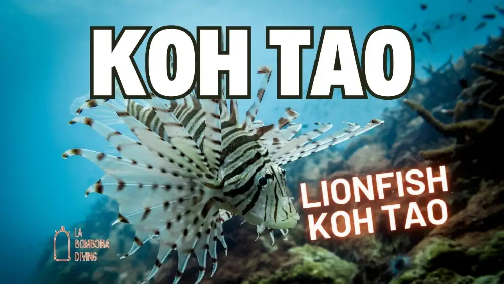 A red lionfish hovering over the reef off Koh Tao, its banded fan-like pectoral fins spread wide
