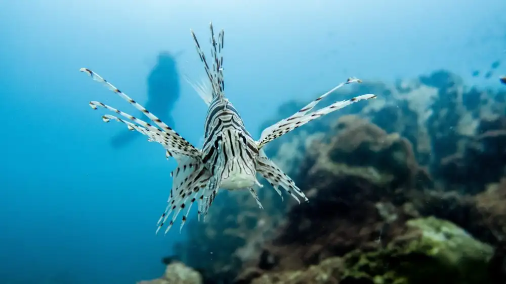 A red lionfish in Koh Tao's waters, showing its maroon and white banding and elaborate spread fins