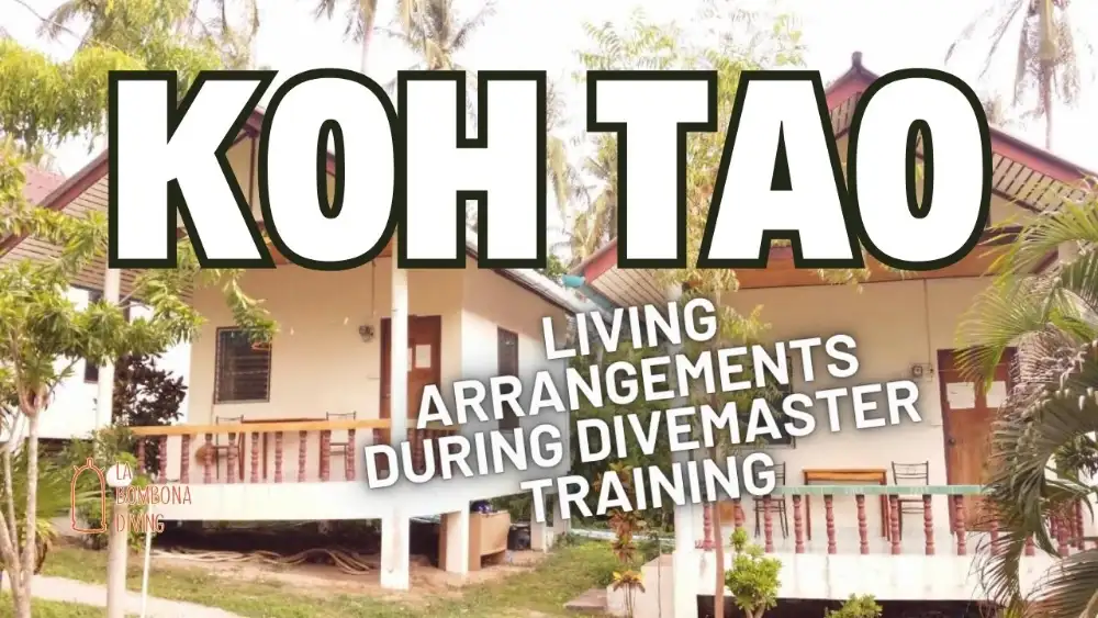 A simple white bungalow with a terrace among palm trees in Koh Tao, with the caption "Living arrangements during Divemaster training"