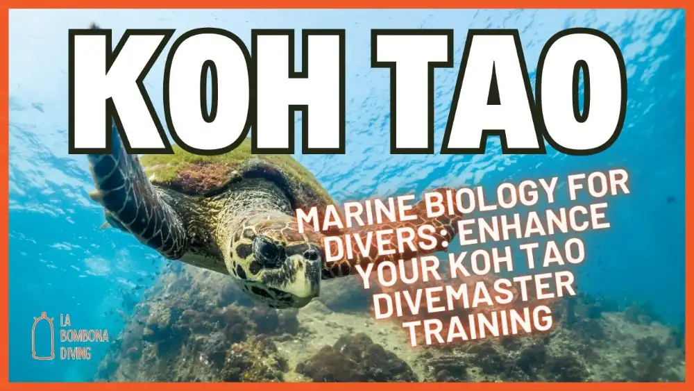 A divemaster candidate studying a coral reef up close during training in Koh Tao, surrounded by reef fish