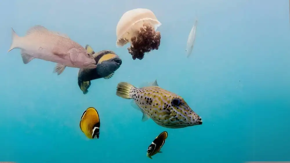 Divemaster training in Koh Tao: a group of trainee divers with their instructor over a shallow reef