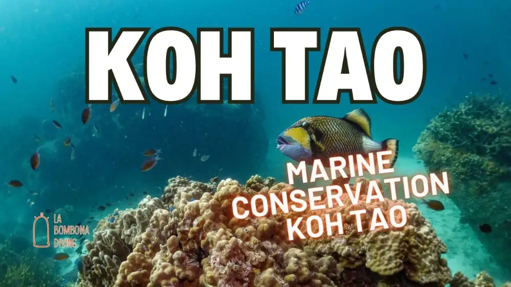 A diver hovering carefully above a healthy coral reef in Koh Tao, surrounded by small reef fish