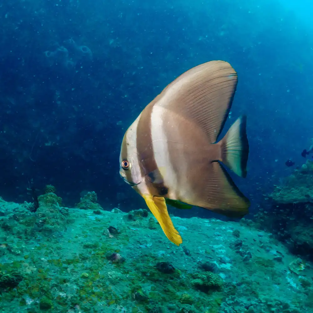 A longfin batfish with its tall diamond-shaped silhouette swimming close to a diver in Koh Tao