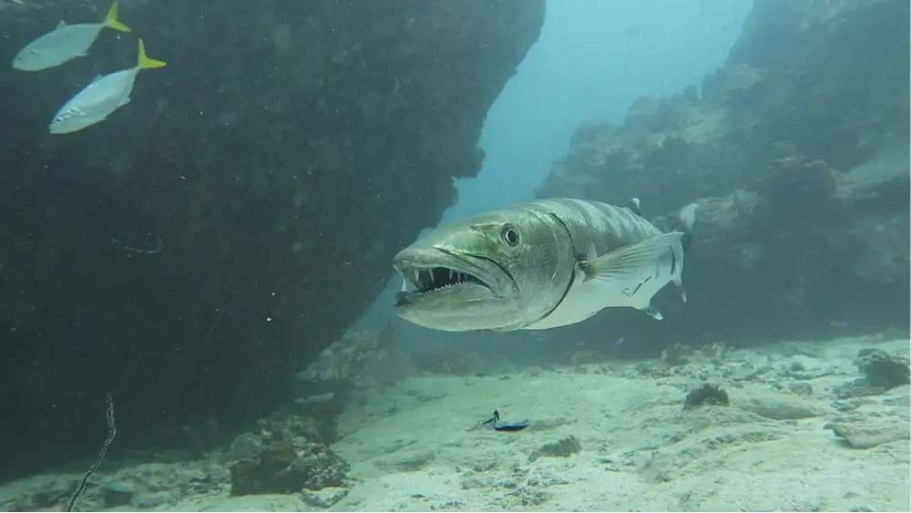 A great barracuda hanging motionless in the blue water off Koh Tao, its silver body and sharp teeth clearly visible
