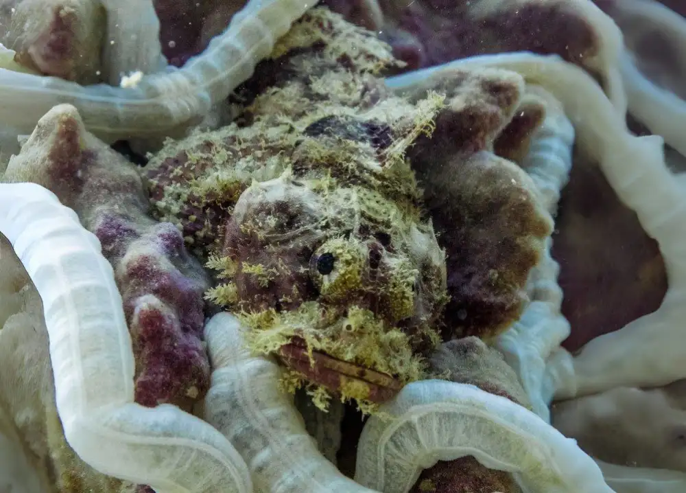 A bearded scorpionfish camouflaged against the rocks and coral of a Koh Tao reef