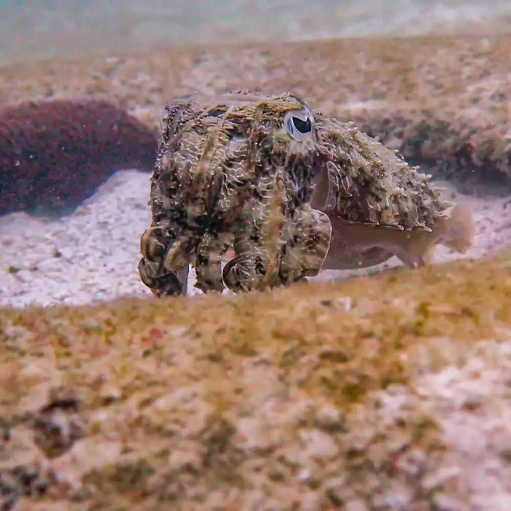 A cuttlefish close up on a Koh Tao reef, showing its W-shaped pupil and rippling colour patterns