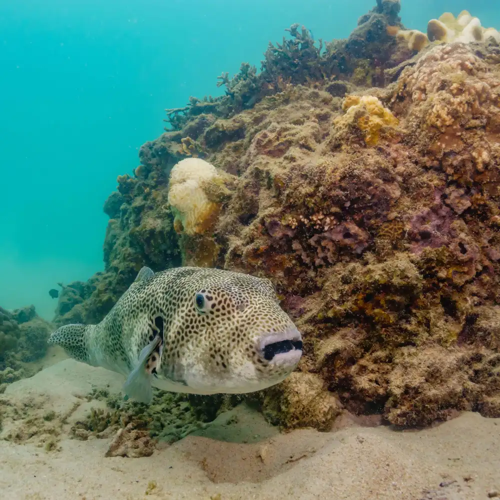 A porcupinefish resting among the corals of a Koh Tao reef, looking at the camera with its large round eyes