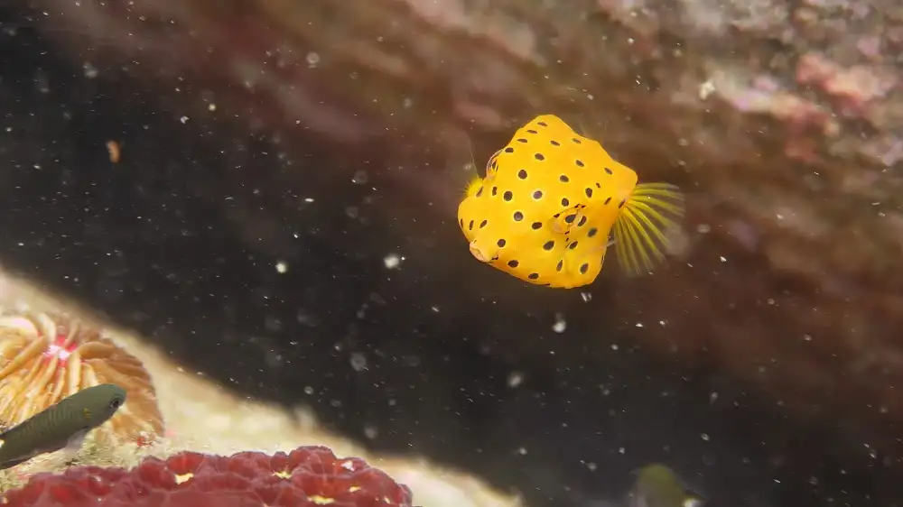 A bright yellow boxfish with black spots swimming over the reef in Koh Tao