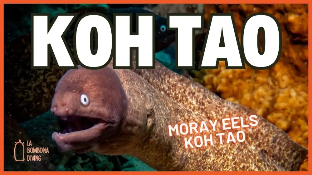 A white-eyed moray eel with its pale eyes and speckled body peering out of a crevice in a Koh Tao reef