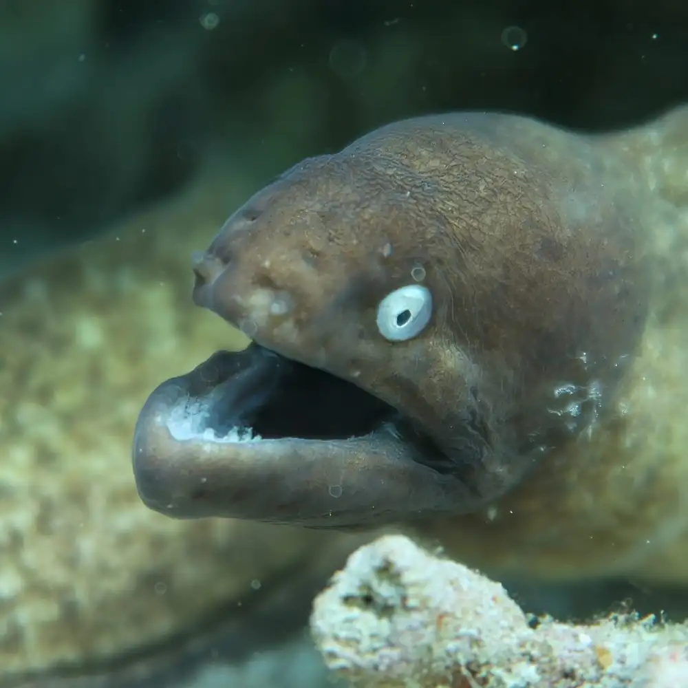 A white-eyed moray eel resting in a rocky crevice on the reef, its speckled body coiled behind it