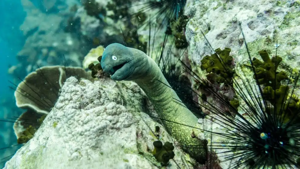 A healthy coral reef on Koh Tao, the kind of complex habitat white-eyed morays depend on