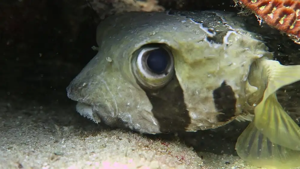 Close-up of a porcupinefish's face with its large dark eye and pouting mouth, resting under a ledge on a Koh Tao reef