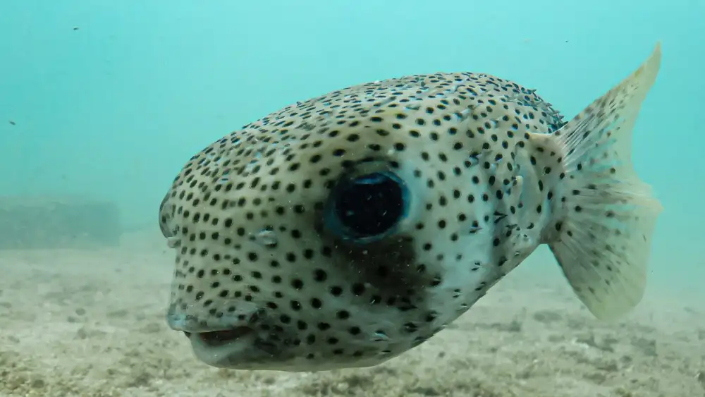 A porcupinefish with black spots and large eyes swimming over sand towards the camera in the shallows off Koh Tao