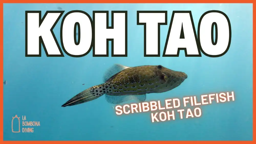 A scribbled filefish with its pale body covered in irregular blue lines and spots, hovering over a coral reef at Koh Tao