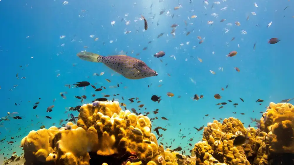 Close-up of a scribbled filefish showing its small mouth, elongated snout and the calligraphy-like markings on its body