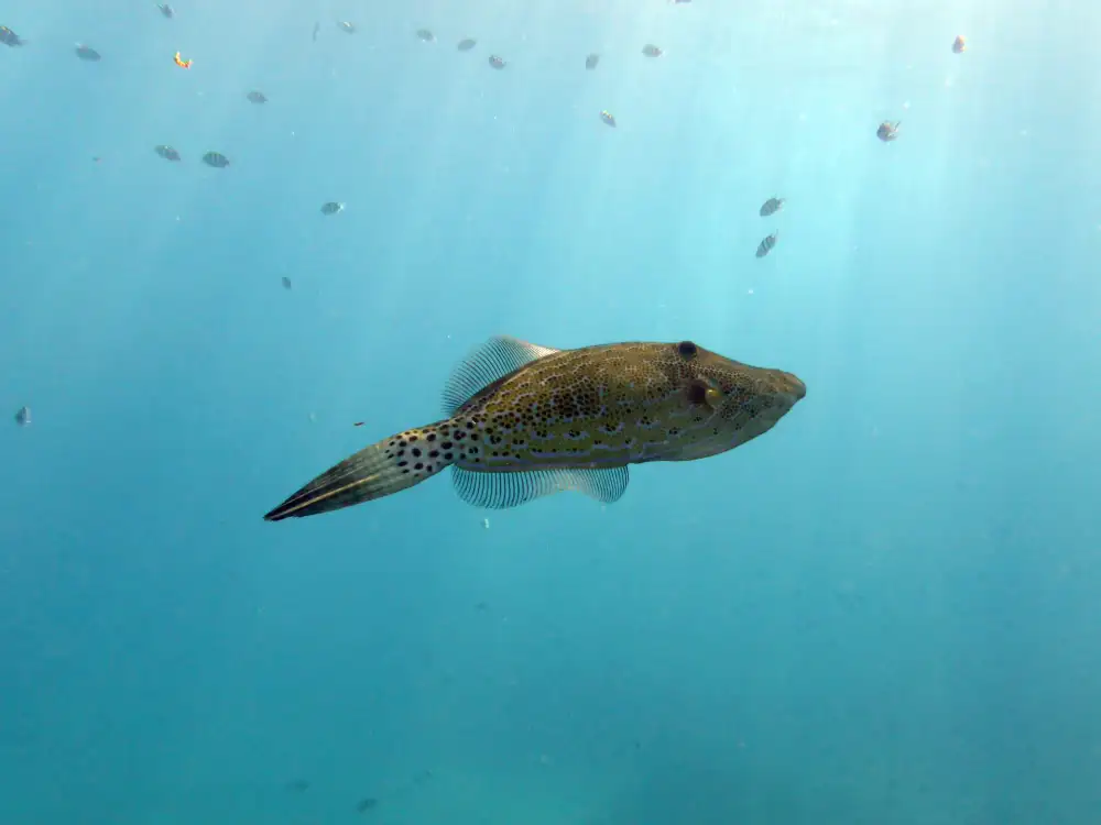 A scribbled filefish photographed on a Koh Tao reef, showing its full diamond-shaped body and fan-like tail