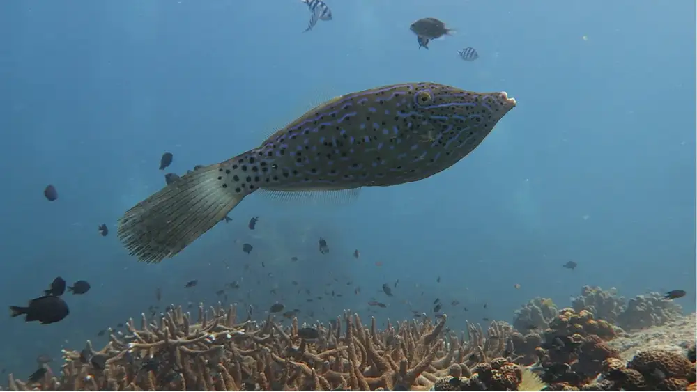 A healthy coral reef at Koh Tao, the habitat that scribbled filefish depend on